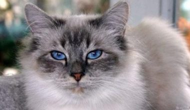 How Your Birman Cat’s Drinking Habits Shape Urinary Health - Pet Encyclopedia