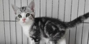 Decoding Your American Shorthair’s Flea-Related Behaviors