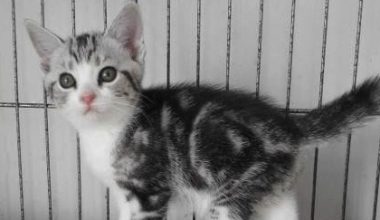 Decoding Your American Shorthair’s Flea-Related Behaviors - Pet Encyclopedia