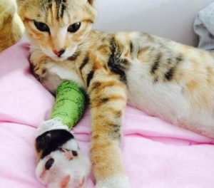 Why Cats’ Climbing Instincts Clash with Bone Safety