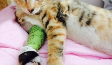 Why Cats’ Climbing Instincts Clash with Bone Safety - Pet Encyclopedia