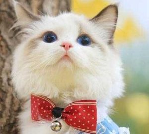 A Guide for Pet Owners Introduction