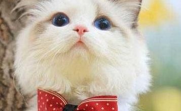 Understanding the Signs of Ragdoll Cat Labor: A Guide for Pet Owners Introduction - Pet Encyclopedia