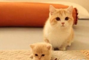 Preparing for Your Cat’s Labor: A Comprehensive Guide
