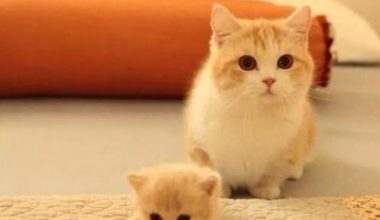 Preparing for Your Cat’s Labor: A Comprehensive Guide - Pet Encyclopedia