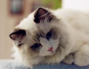 What Pet Owners Need to Know
