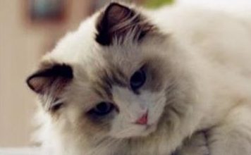 Signs of Pregnancy in Ragdoll Cats: What Pet Owners Need to Know - Pet Encyclopedia