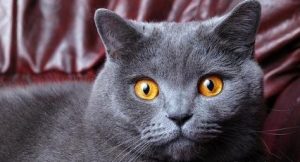 Understanding a Cat’s Pre-Labor Behaviors