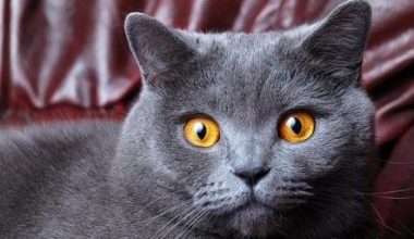 Decoding the Feline Countdown: Understanding a Cat’s Pre-Labor Behaviors - Pet Encyclopedia