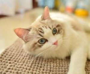 How Pregnant Ragdoll Cats Communicate Dietary Needs