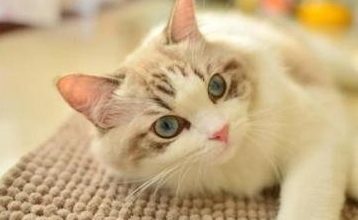 How Pregnant Ragdoll Cats Communicate Dietary Needs - Pet Encyclopedia