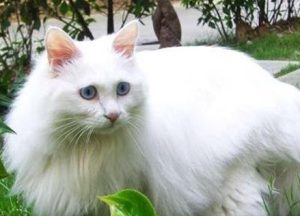 Understanding and Treating Hematuria in Cats