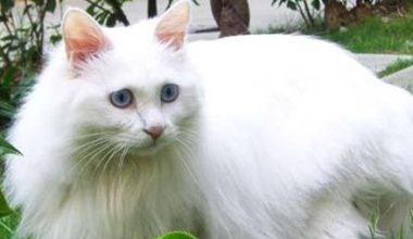 Understanding and Treating Hematuria in Cats - Pet Encyclopedia