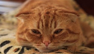 Understanding and Addressing Depression in Cats - Pet Encyclopedia