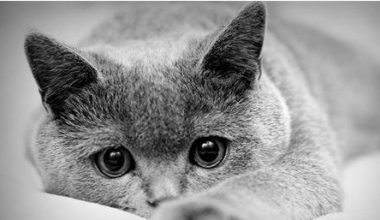 Understanding Feline Miscarriage and Post-Trauma Instincts - Pet Encyclopedia