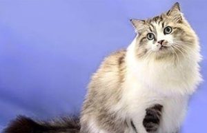 Why Ragamuffins Shadow Their Humans