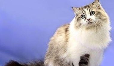 Why Ragamuffins Shadow Their Humans - Pet Encyclopedia