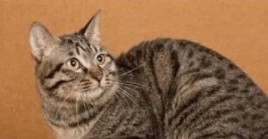 Understanding the Behavior of Chinese Domestic Cats
