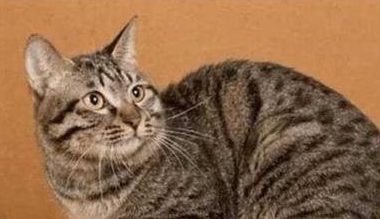Understanding the Behavior of Chinese Domestic Cats - Pet Encyclopedia