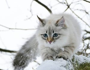 Why Do Pets Do What They Do?