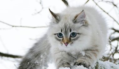 How to treat cat ringworm in Siberian cats? - Pet Encyclopedia
