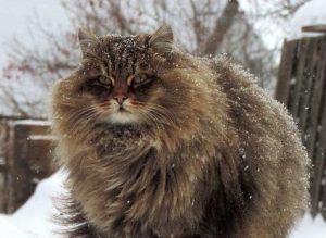 How Cats Hide Kidney Distress