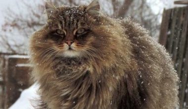 How Cats Hide Kidney Distress - Pet Encyclopedia