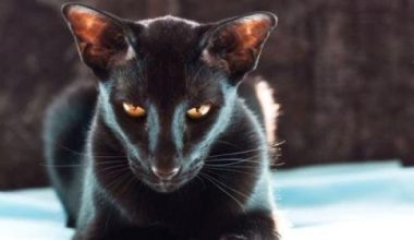 Understanding and Treating Feline Panleukopenia in Oriental Shorthair Cats - Pet Encyclopedia