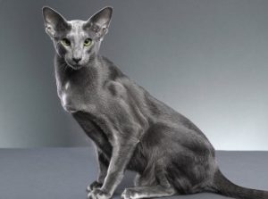 Recognizing and Addressing Anemia in Oriental Shorthair Cats