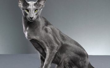 Recognizing and Addressing Anemia in Oriental Shorthair Cats - Pet Encyclopedia