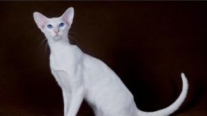 Understanding and Preventing Toxoplasmosis in Oriental Shorthair Cats