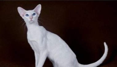 Understanding and Preventing Toxoplasmosis in Oriental Shorthair Cats - Pet Encyclopedia